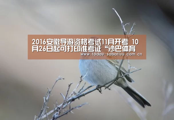 沙巴体育平台