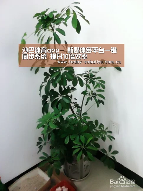 沙巴体育app-
新媒体多平台一键同步系统 提升10倍效率(图3) 沙巴体育平台